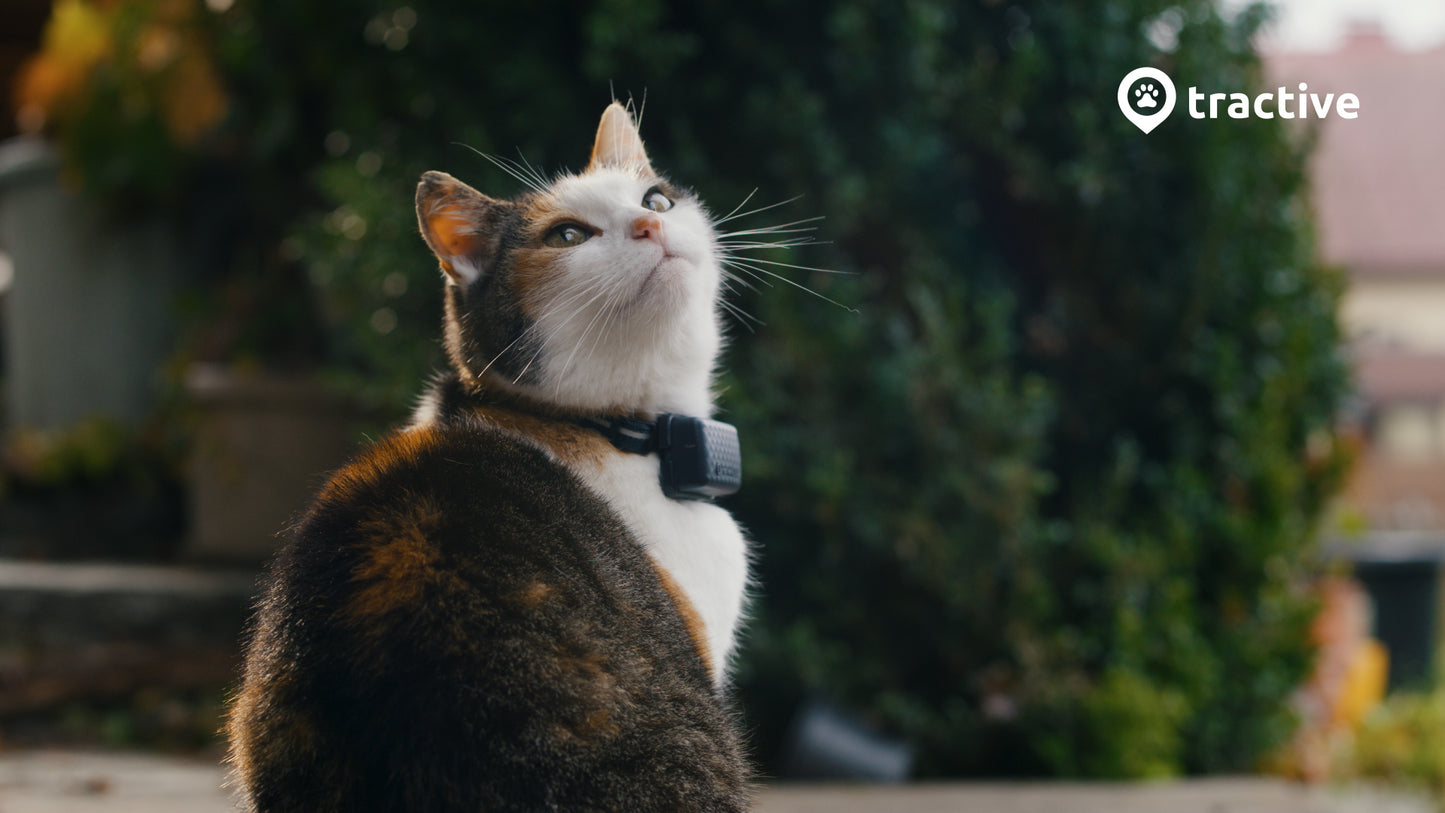Tractive Collier GPS Chat Mini – Localisation et Moniteur d'Activité