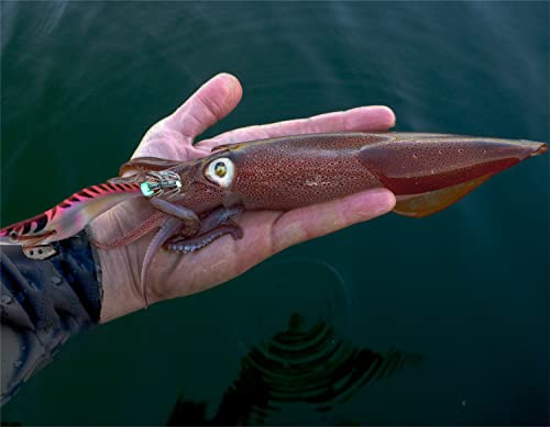 Leurre, Peche Calamar Peche mer Lumineux seiche